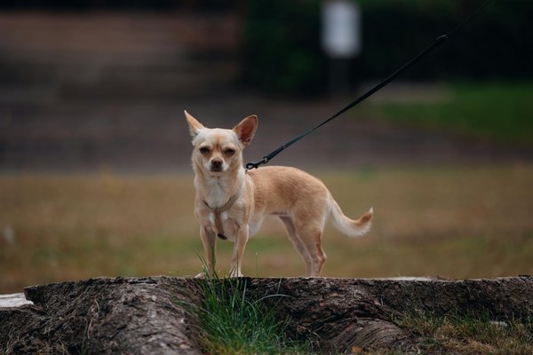 Pioneering the Future of Maritime Safety: Groundbreaking Autonomous Ship Navigation Innovations Revealed